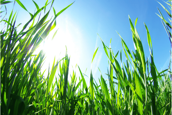 photo of grass - best medicine to treat grass allergy