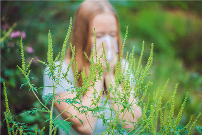 Fall Ragweed Season Allergies: Symptoms & Treatments